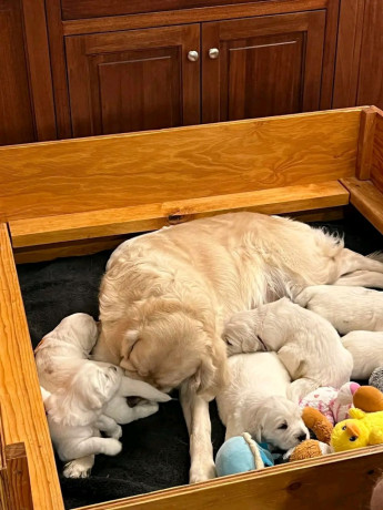 kc-golden-retriever-puppies-available-1-boy-1-girl-big-2