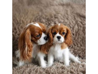 Cavalier King Charles Spaniel puppies 2 available
