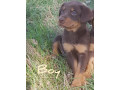 red-puppy-redtan-fawntan-fawn-australian-kelpie-puppies-small-0