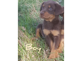 Red Puppy, Red&tan, Fawn&tan, Fawn Australian Kelpie Puppies