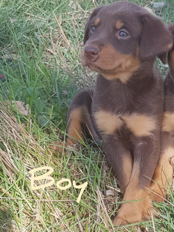 red-puppy-redtan-fawntan-fawn-australian-kelpie-puppies-big-0