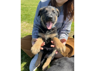 4 German Shepherd Puppies are looking for their forever homes