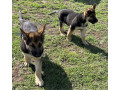 16-week-old-pure-bred-german-shepherd-puppies-small-5
