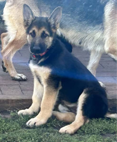 16-week-old-pure-bred-german-shepherd-puppies-big-2