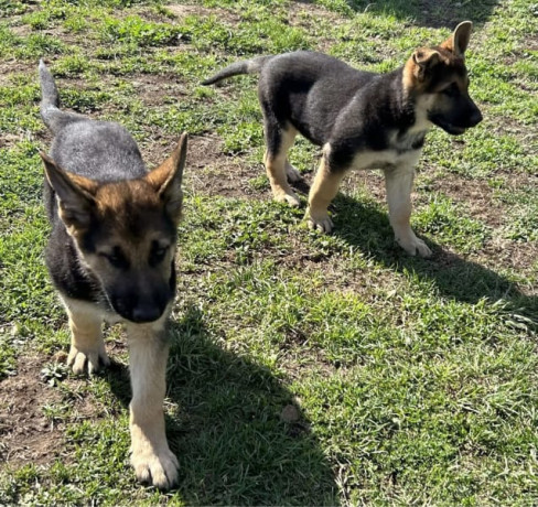 16-week-old-pure-bred-german-shepherd-puppies-big-5