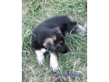 german-shepherd-pups-small-2