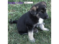 german-shepherd-pups-small-1