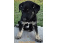 german-shepherd-pups-small-0