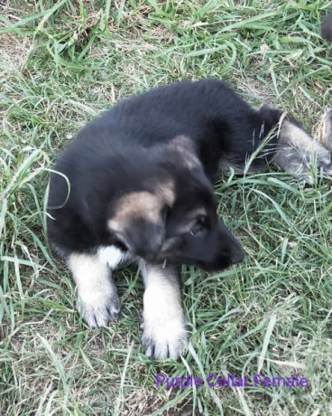 german-shepherd-pups-big-2