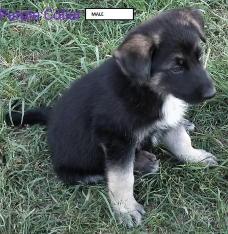 german-shepherd-pups-big-1