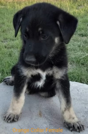 german-shepherd-pups-big-0