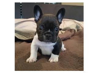 French Bulldog puppies ready for adoption