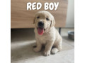 golden-retriever-puppies-dna-tested-health-screened-small-0