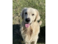 golden-retriever-puppies-dna-tested-health-screened-small-8