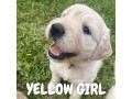golden-retriever-puppies-dna-tested-health-screened-small-1