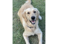 golden-retriever-puppies-dna-tested-health-screened-small-5