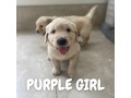 golden-retriever-puppies-dna-tested-health-screened-small-3