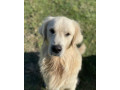 golden-retriever-puppies-dna-tested-health-screened-small-7