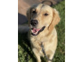golden-retriever-puppies-dna-tested-health-screened-small-6