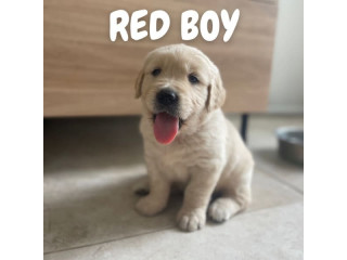 Golden Retriever Puppies DNA tested & Health Screened