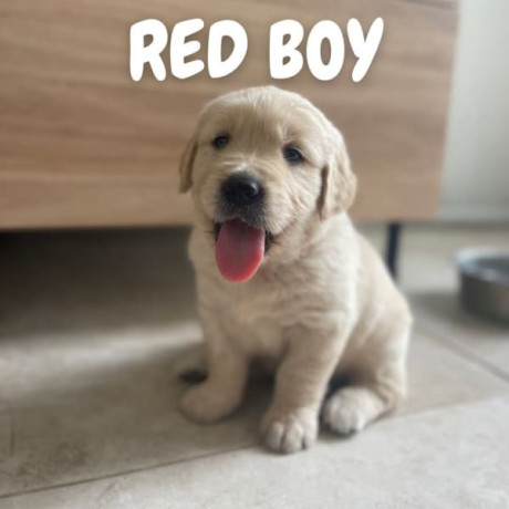 golden-retriever-puppies-dna-tested-health-screened-big-0