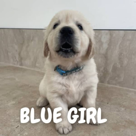 golden-retriever-puppies-dna-tested-health-screened-big-4