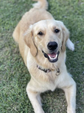 golden-retriever-puppies-dna-tested-health-screened-big-5