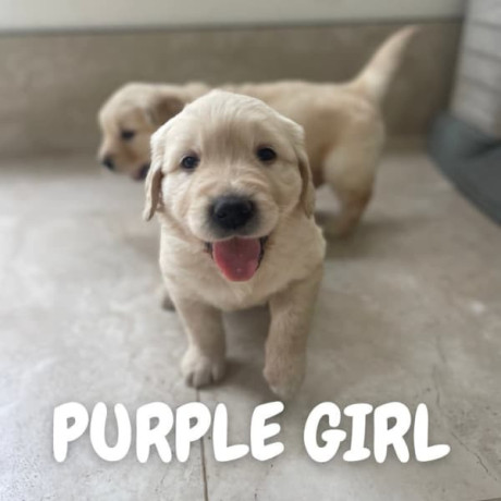 golden-retriever-puppies-dna-tested-health-screened-big-3
