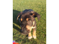 8-week-old-huntawaykelpie-cross-puppies-ready-for-adoption-small-8