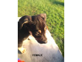 8-week-old-huntawaykelpie-cross-puppies-ready-for-adoption-small-9