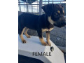 8-week-old-huntawaykelpie-cross-puppies-ready-for-adoption-small-12