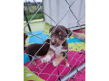 8-week-old-huntawaykelpie-cross-puppies-ready-for-adoption-small-1