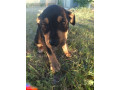 8-week-old-huntawaykelpie-cross-puppies-ready-for-adoption-small-7