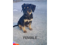 8-week-old-huntawaykelpie-cross-puppies-ready-for-adoption-small-11