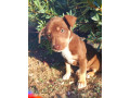 8-week-old-huntawaykelpie-cross-puppies-ready-for-adoption-small-3