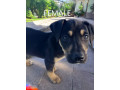 8-week-old-huntawaykelpie-cross-puppies-ready-for-adoption-small-10