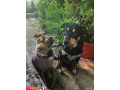 8-week-old-huntawaykelpie-cross-puppies-ready-for-adoption-small-2