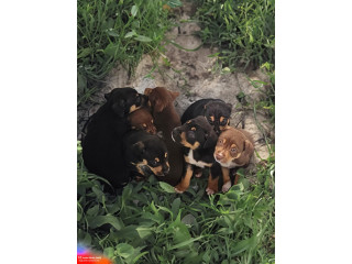 8-Week-Old Huntaway/Kelpie Cross Puppies Ready for Adoption!