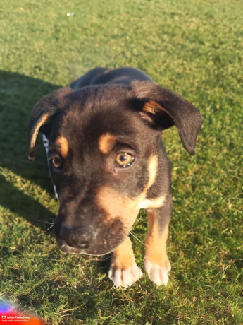 8-week-old-huntawaykelpie-cross-puppies-ready-for-adoption-big-8