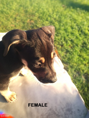 8-week-old-huntawaykelpie-cross-puppies-ready-for-adoption-big-9