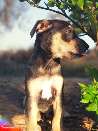 8-week-old-huntawaykelpie-cross-puppies-ready-for-adoption-big-4