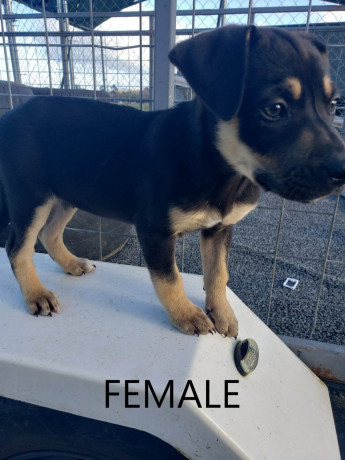 8-week-old-huntawaykelpie-cross-puppies-ready-for-adoption-big-12