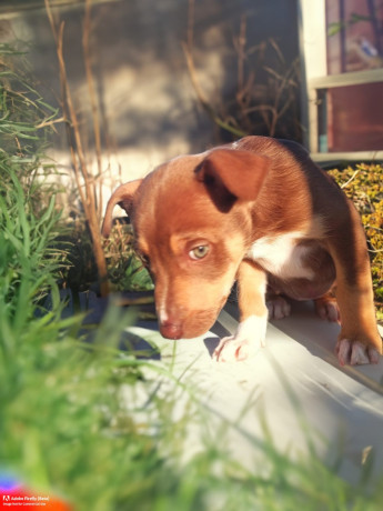 8-week-old-huntawaykelpie-cross-puppies-ready-for-adoption-big-6