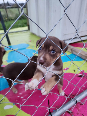 8-week-old-huntawaykelpie-cross-puppies-ready-for-adoption-big-1