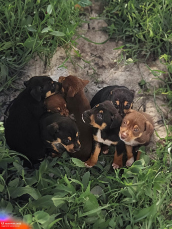 8-week-old-huntawaykelpie-cross-puppies-ready-for-adoption-big-0