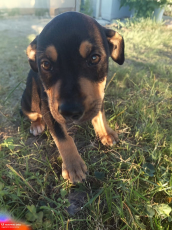 8-week-old-huntawaykelpie-cross-puppies-ready-for-adoption-big-7