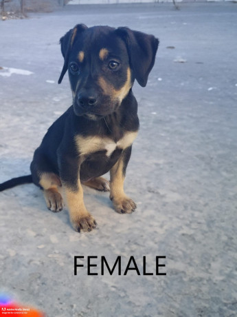 8-week-old-huntawaykelpie-cross-puppies-ready-for-adoption-big-11