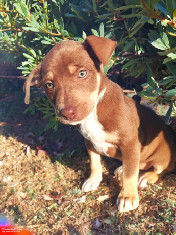 8-week-old-huntawaykelpie-cross-puppies-ready-for-adoption-big-3