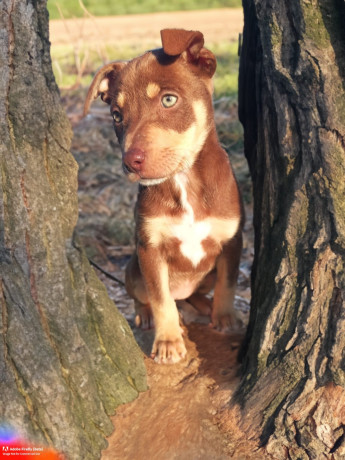 8-week-old-huntawaykelpie-cross-puppies-ready-for-adoption-big-5