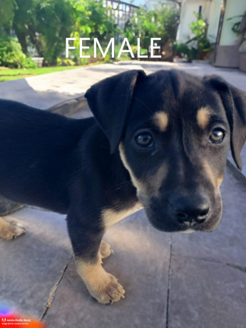 8-week-old-huntawaykelpie-cross-puppies-ready-for-adoption-big-10